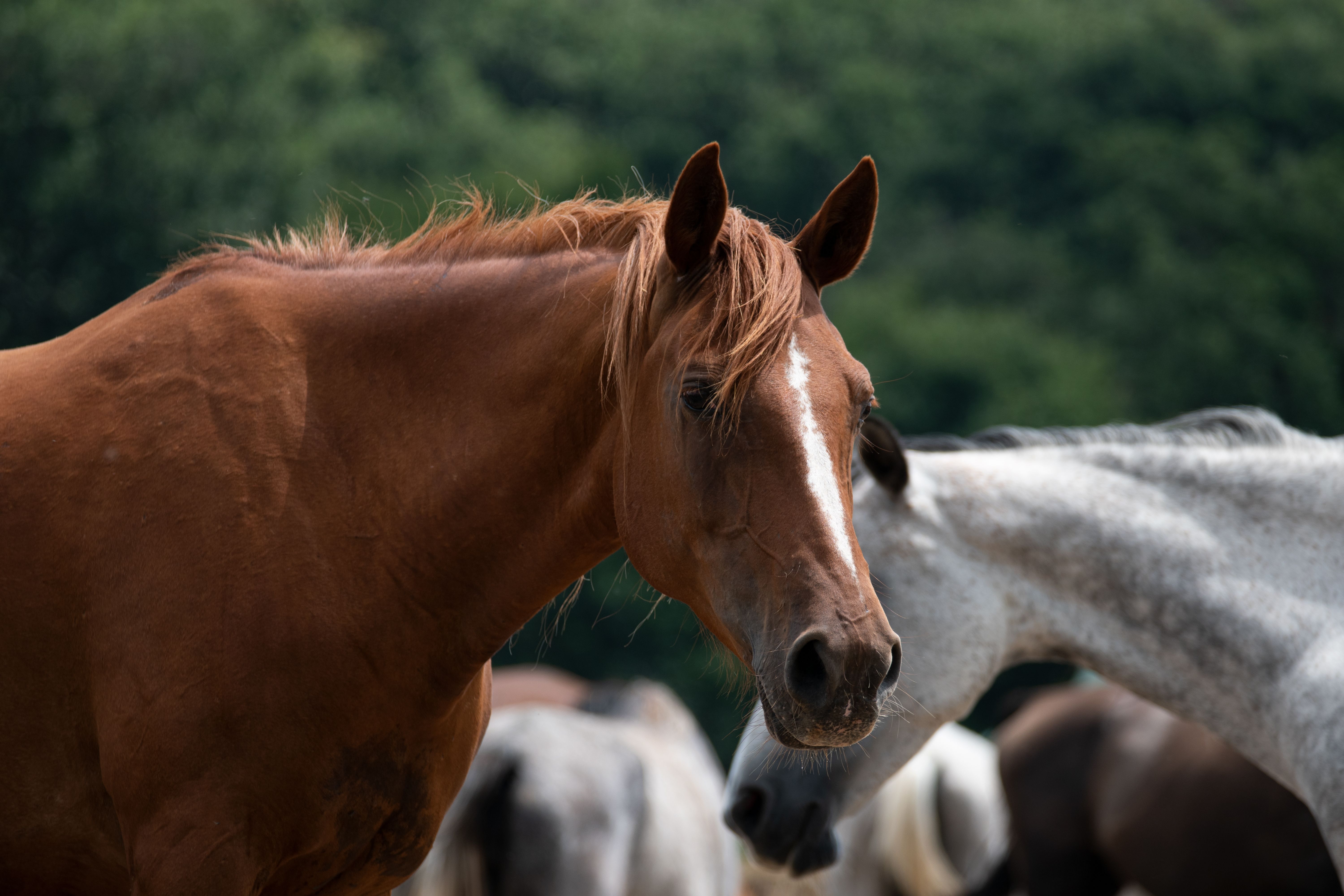 symptoms of white line disease horse