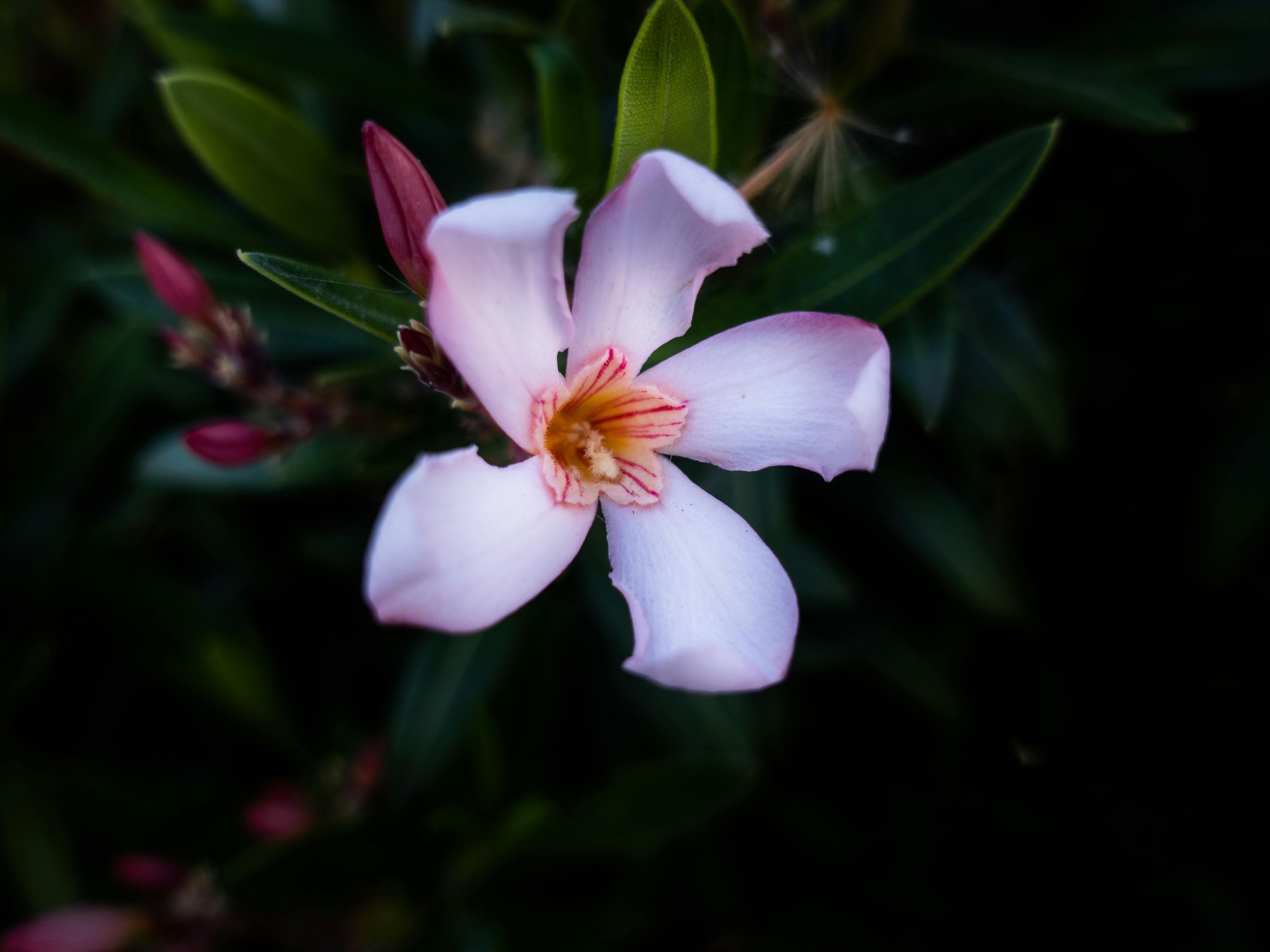 Free stock photo of beautiful flower, black background, plant