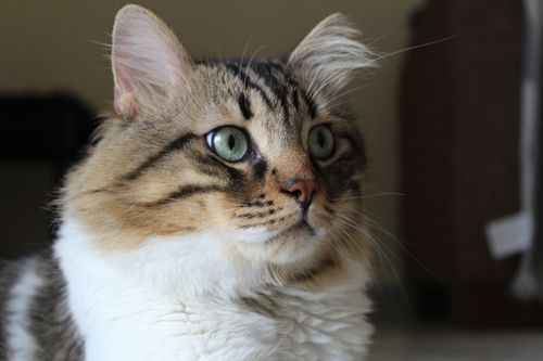 Free A detailed close-up of a fluffy cat with striking green eyes, showcasing its beauty and majestic fur. Stock Photo