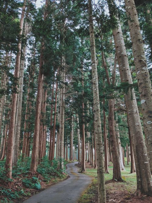 Free A peaceful winding path through a lush forest of tall trees, perfect for nature enthusiasts. Stock Photo