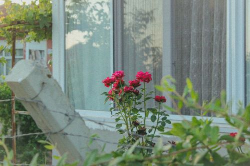 Free Vibrant red roses blooming by a house window, capturing summer serenity. Stock Photo