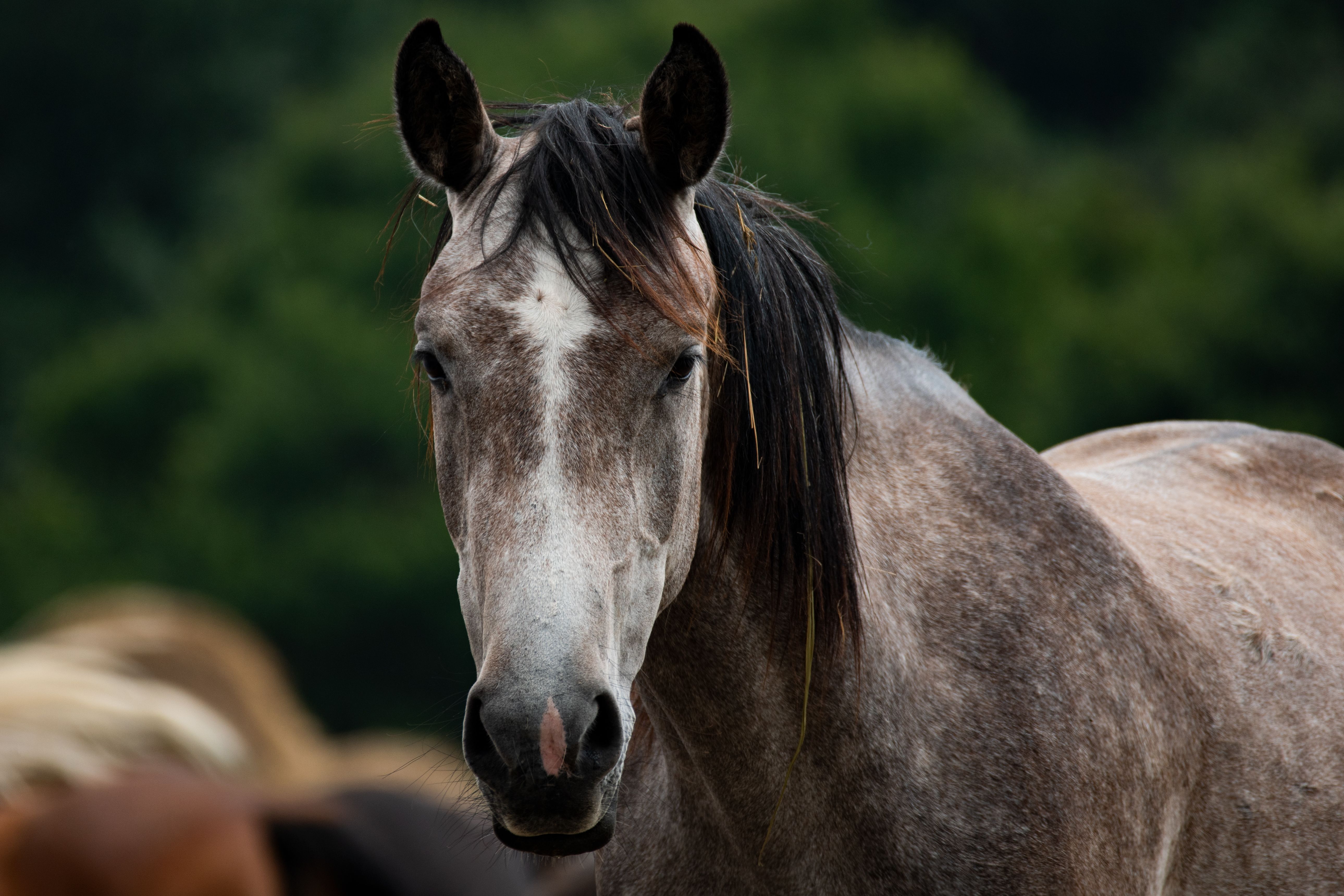 Veterinary care for a horse