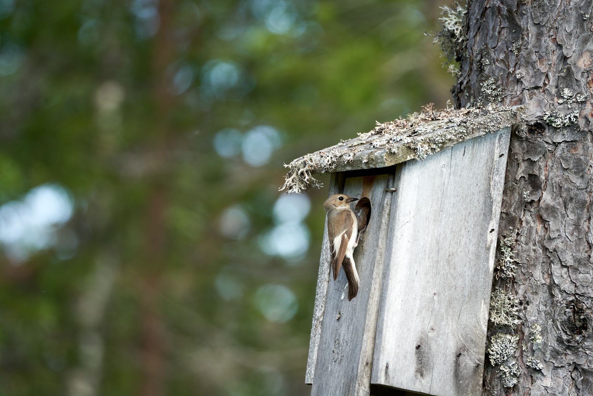 A female pied flycatcher sits at the entrance of a man-made nest box, having just brought food for her chicks