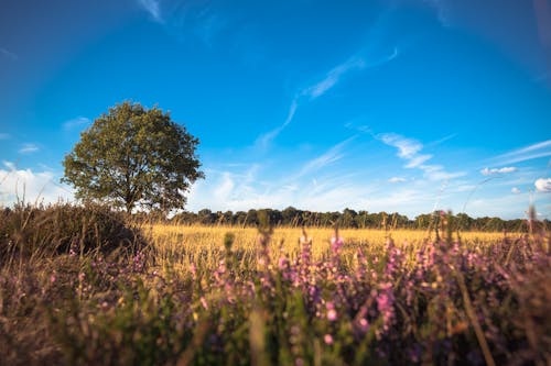 Ilmainen kuvapankkikuva tunnisteilla aamu, auringonlasku, heinäpelto