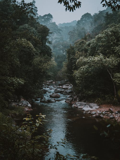 bezplatná Základová fotografie zdarma na téma amazonský deštný prales, bujný, dešťový prales Základová fotografie