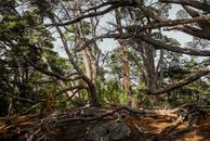 Majestic twisted trees in the wilderness of Ushuaia, Tierra del Fuego, Argentina.