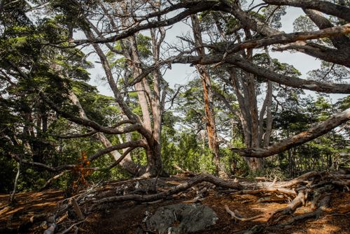 Free Majestic twisted trees in the wilderness of Ushuaia, Tierra del Fuego, Argentina. Stock Photo