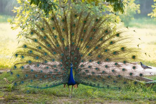 Free A stunning peacock fanning its colorful feathers in an outdoor garden during the day. Stock Photo