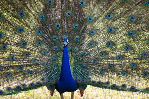 Free A stunning peacock showcasing its vibrant plumage in a natural outdoor setting. Stock Photo