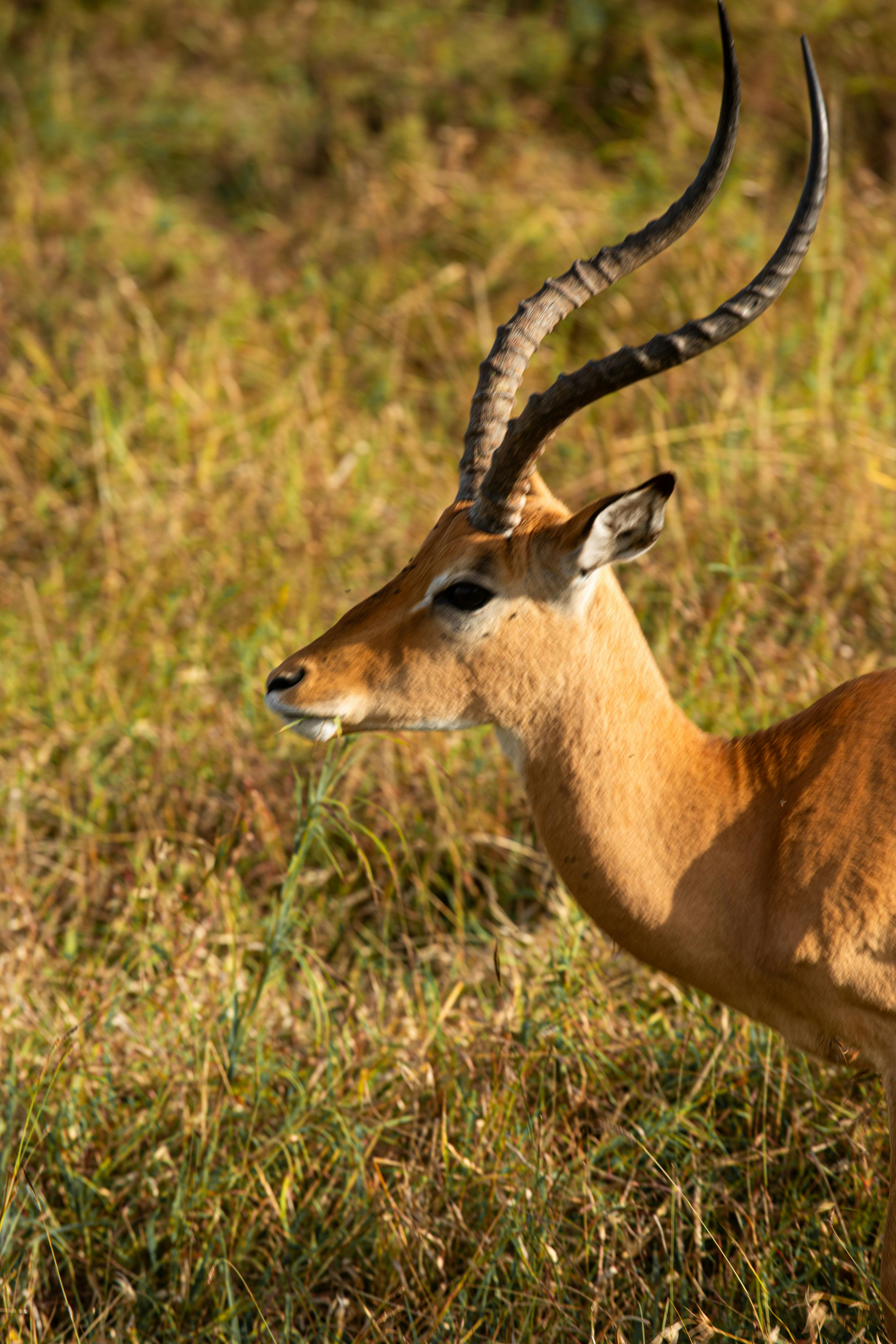 grátis Foto profissional grátis de aepyceros melampus, África, animais selvagens Foto profissional