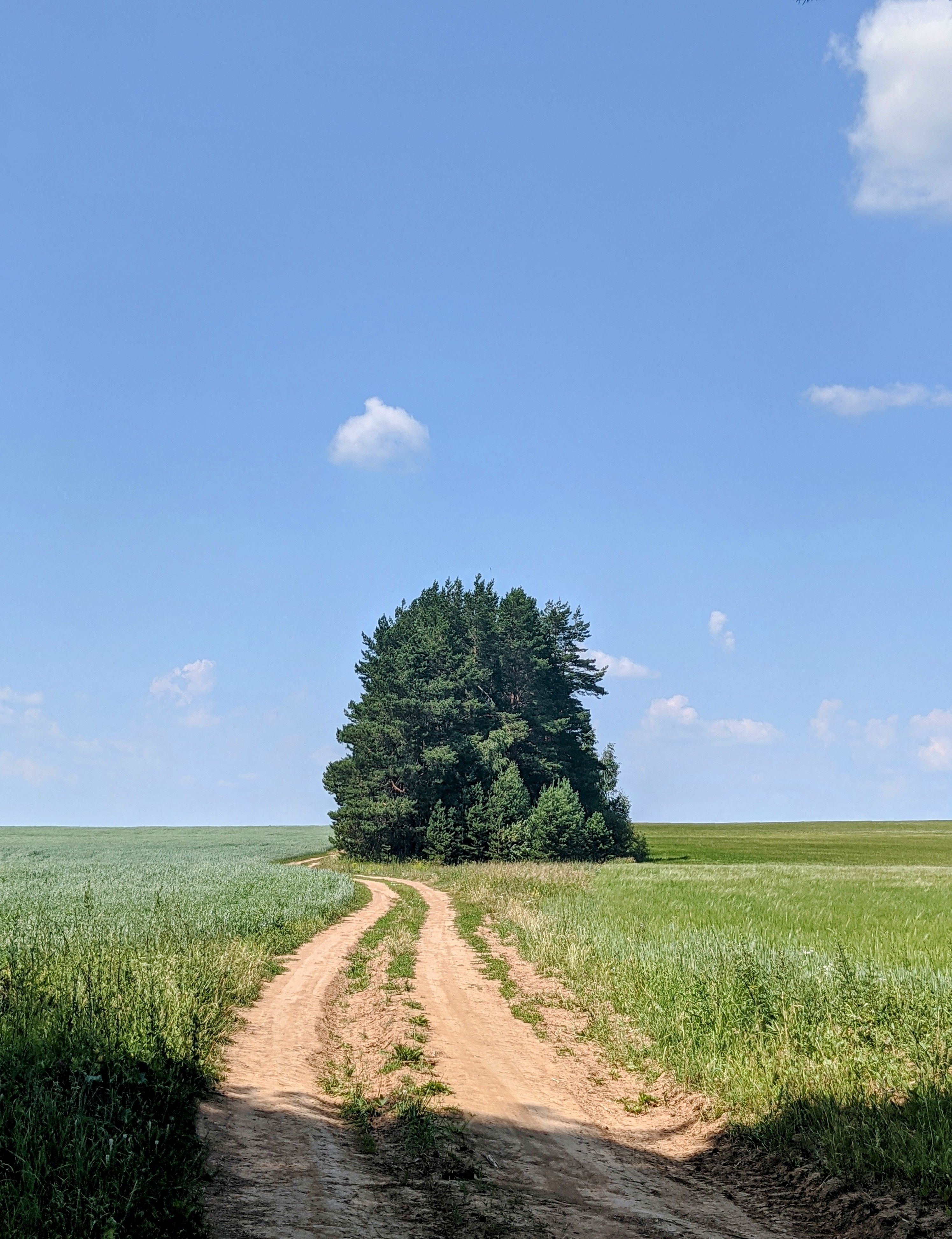 A dirt road in a field with a tree in the middle · Free Stock Photo