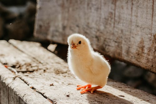 Close-Up Photo of Chick