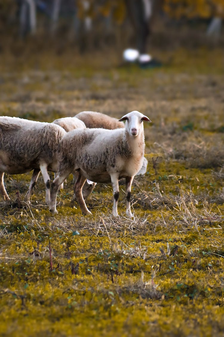 Flock Of Sheep On The Pasture