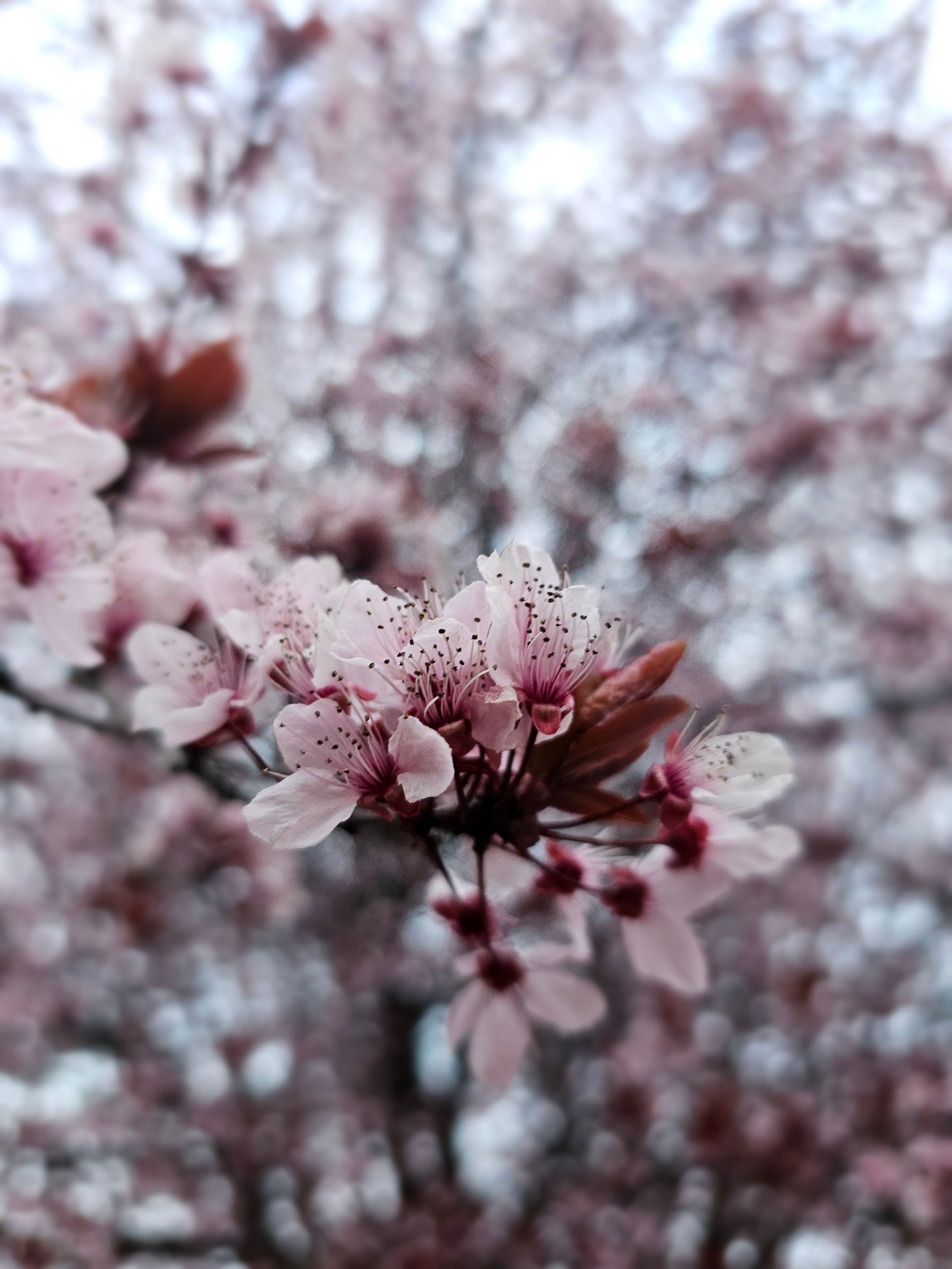 A Tree in Spring · Free Stock Photo