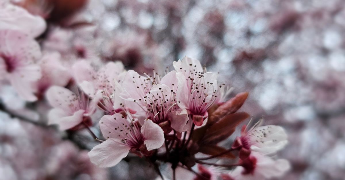 Spring Free Stock A Tree in Spring · Free Stock Photo