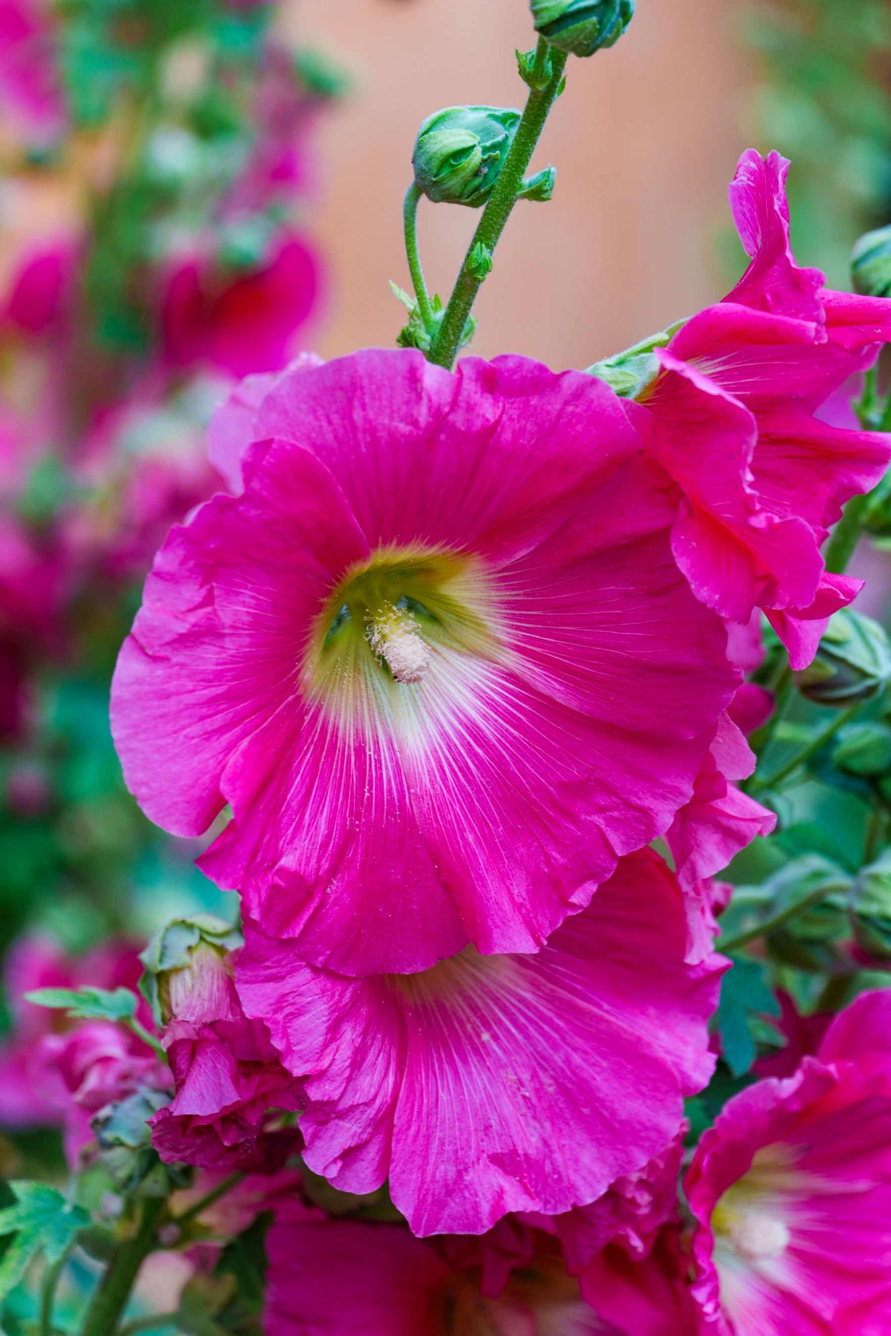 Pink hollyhock flowers on tall stems
