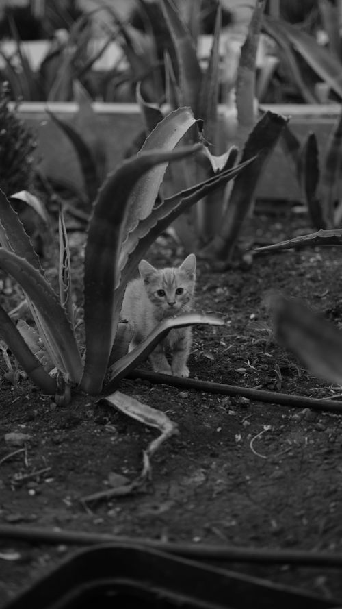 Free stock photo of alley cat, black amp white, black and white Stock Photo