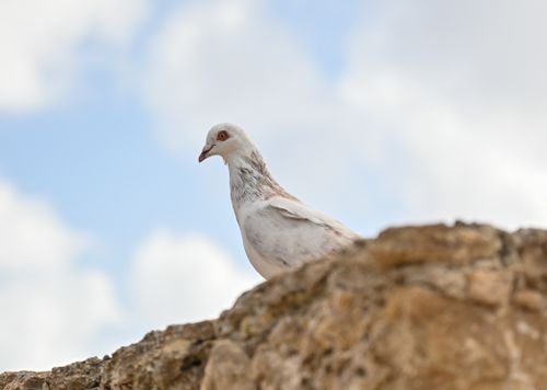 Free Close-up of a white pigeon on a rock, against a blue sky with clouds. Wildlife photography. Stock Photo