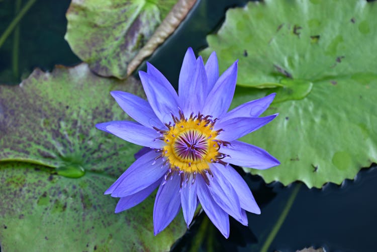 Purple Lotus Flower