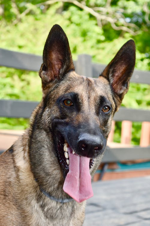 do german shepherds have black tongues