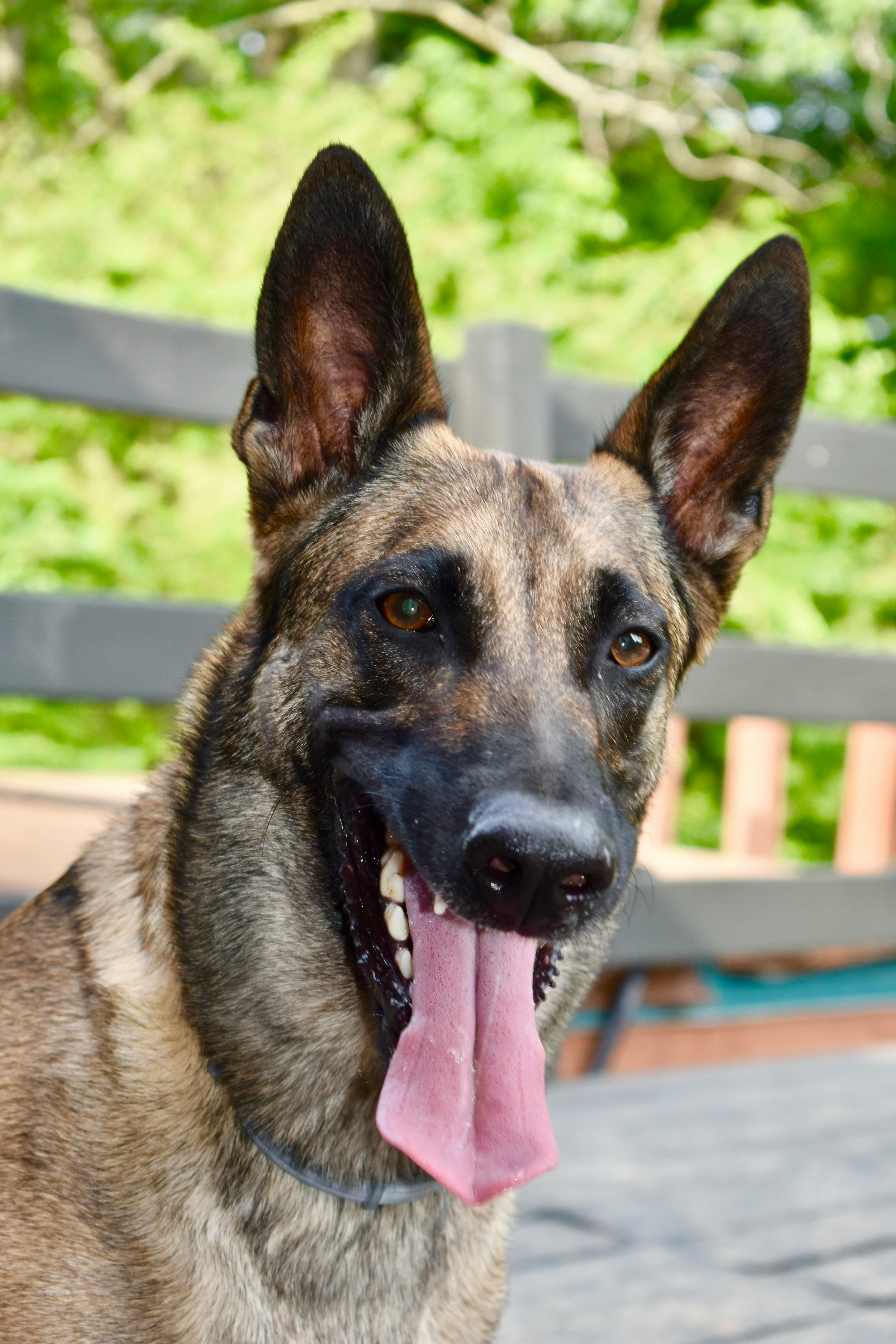 Brown German Shepherd Free Stock Photo
