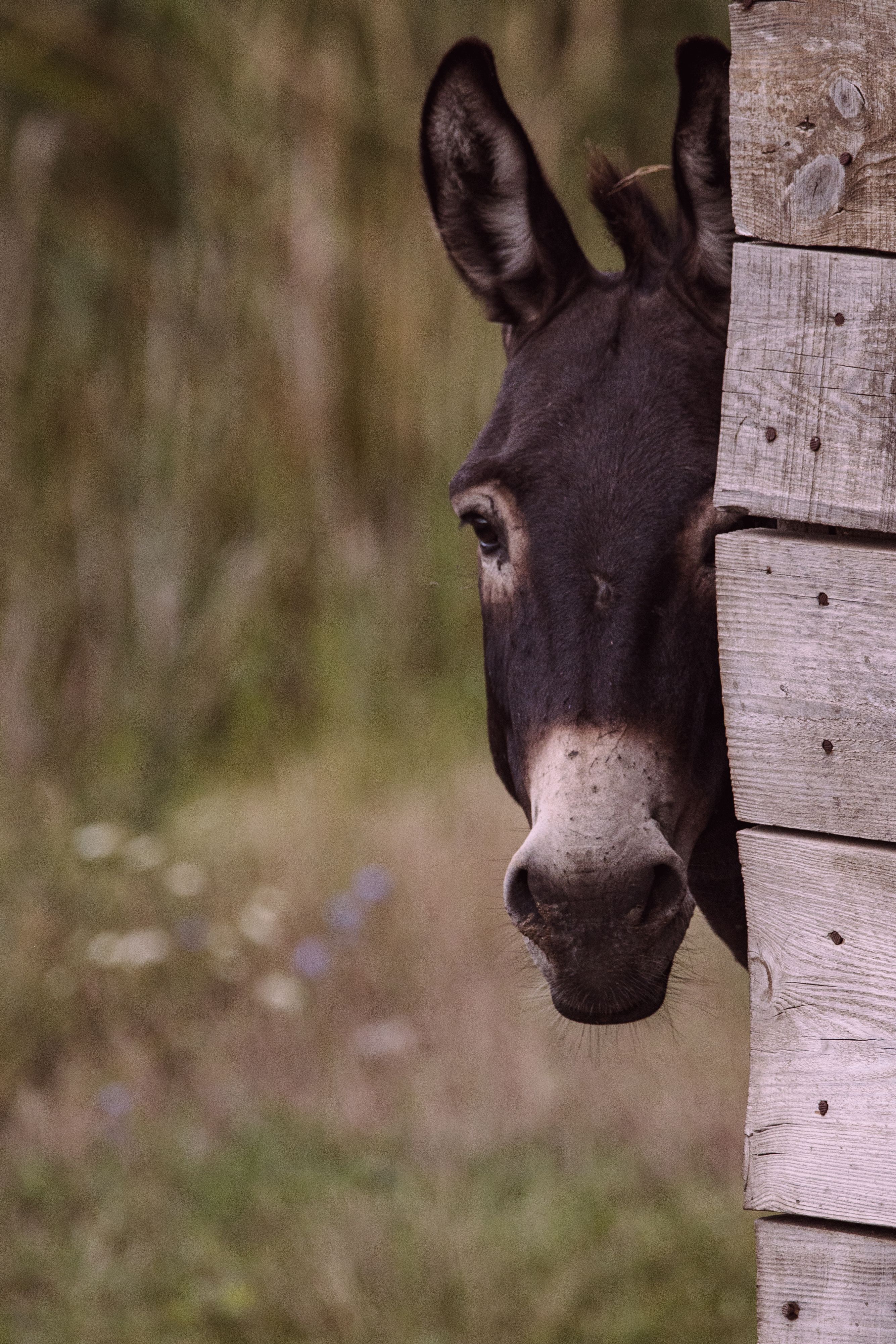 Mule Peeking Out of the Corner · Free Stock Photo