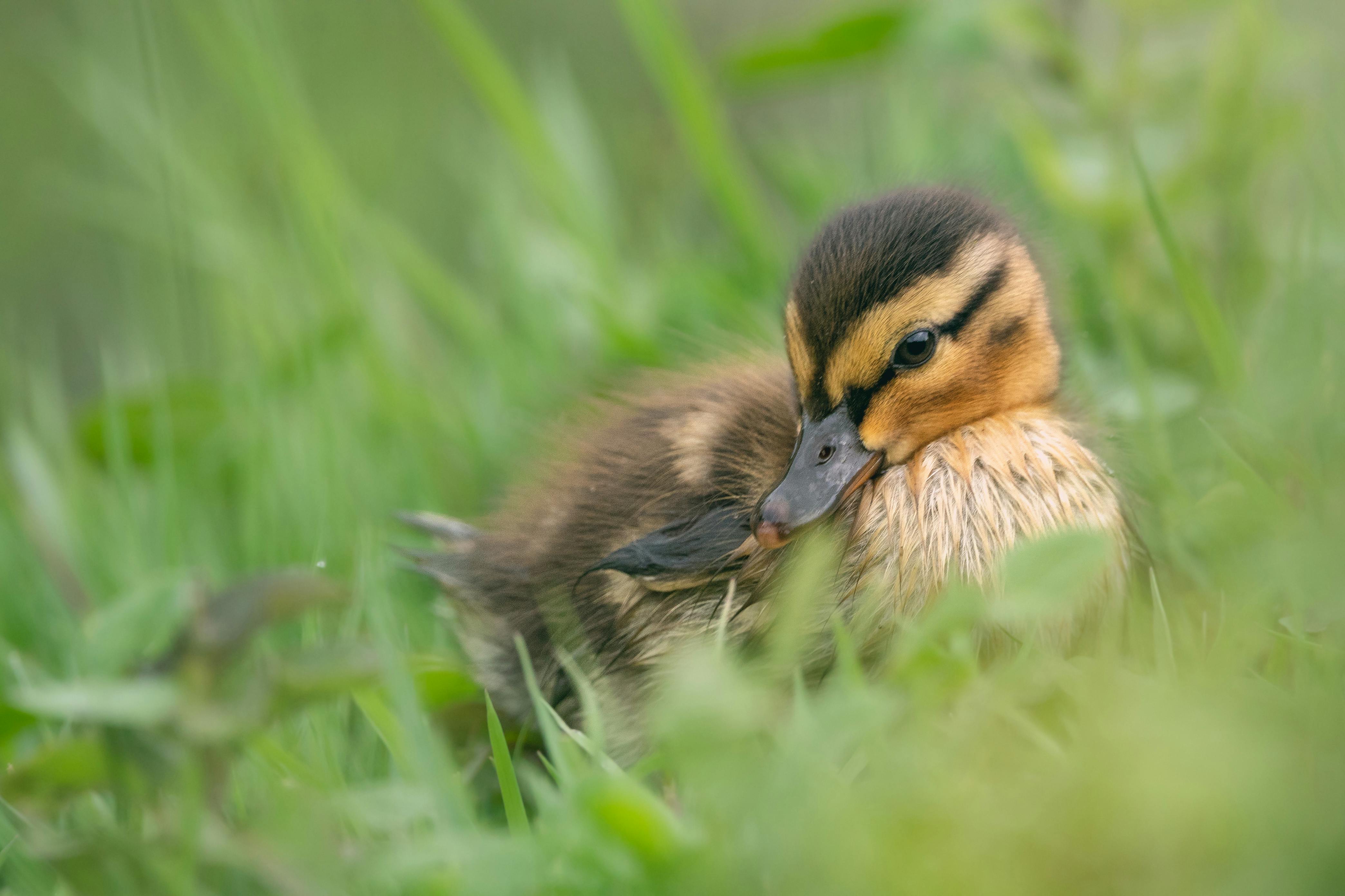 a baby duck sitting in the grass