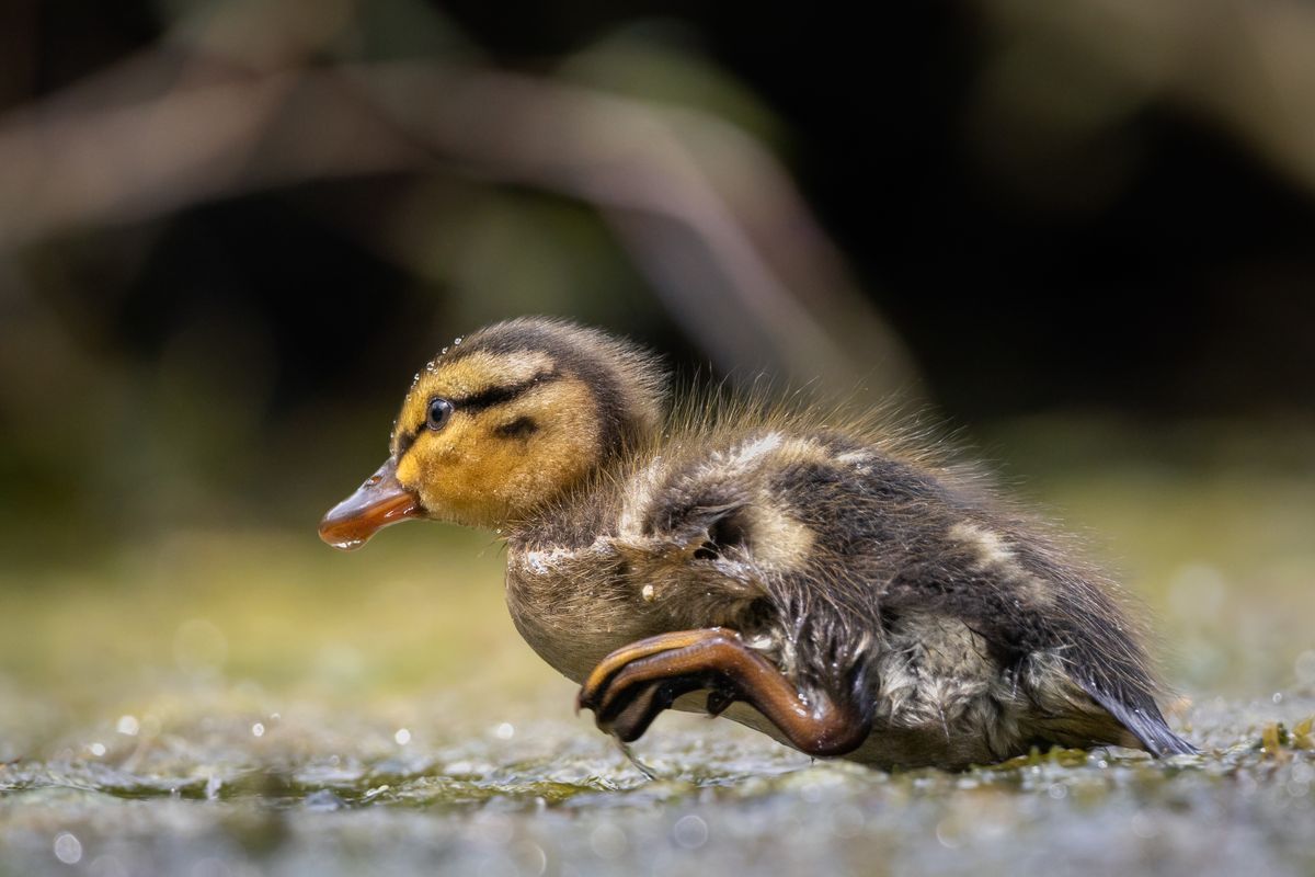 Ducklings Loading Photography of Ducklings at Green Grass Field during Daytime · Free ...