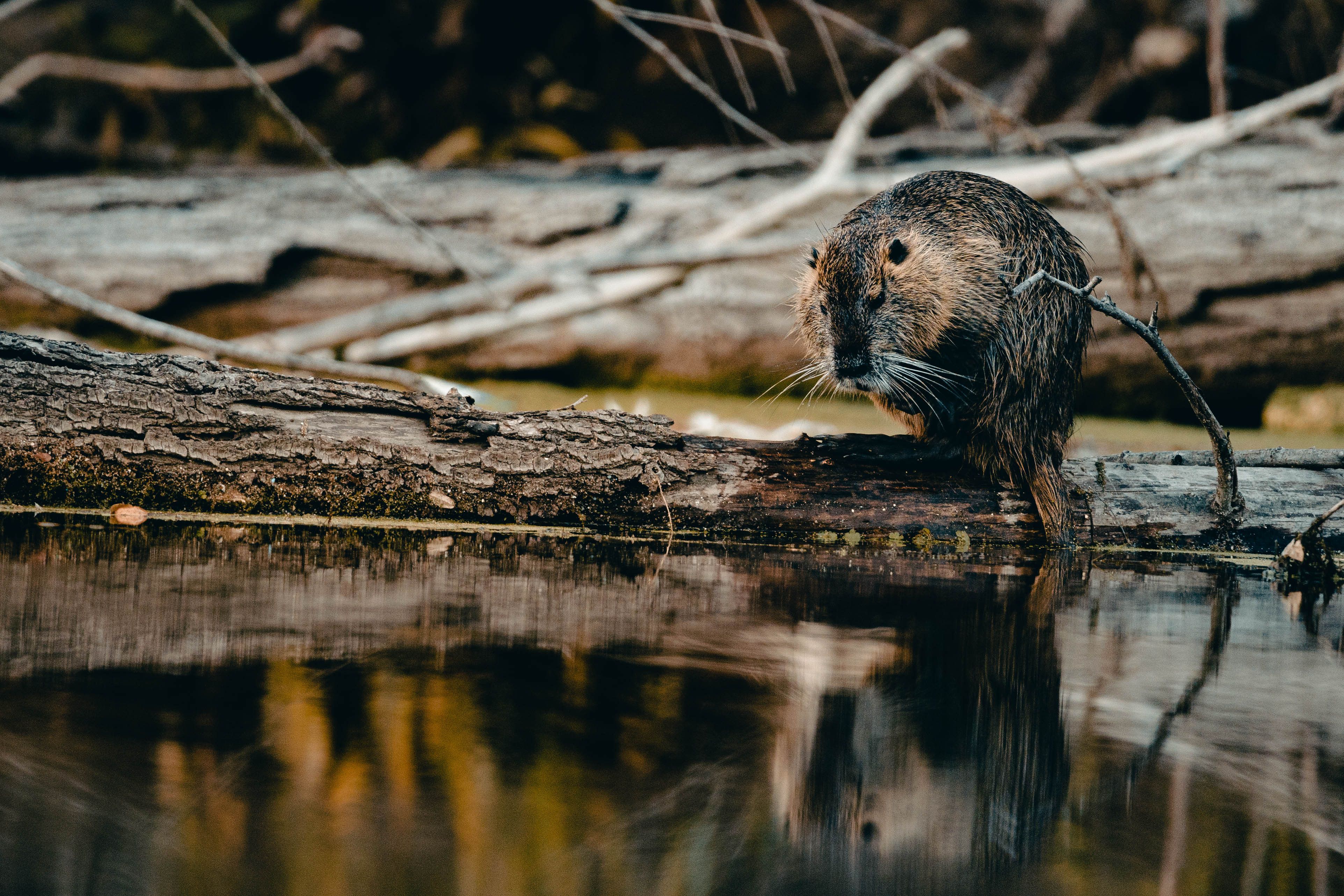 Foto: Denitsa Kireva / Pexels