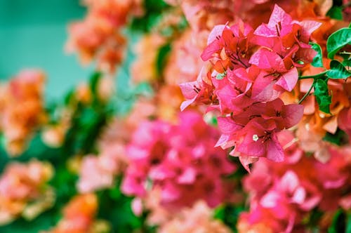 ピンクのブーゲンビリアの花のセレクティブフォーカスのクローズアップ写真