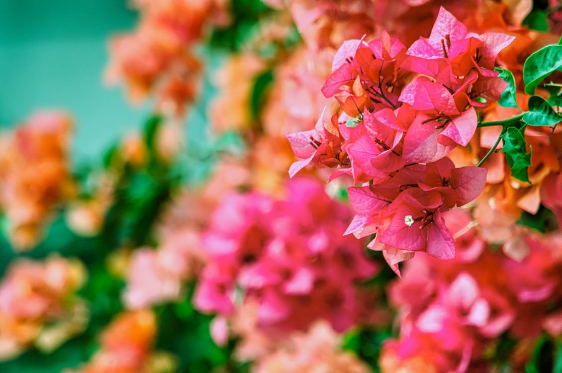 Free Selective Focus Close-up Photo of Pink Bougainvillea Flowers Stock Photo
