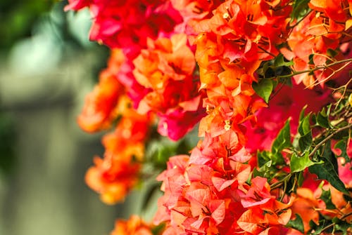 赤いブーゲンビリアの花のセレクティブフォーカスのクローズアップ写真