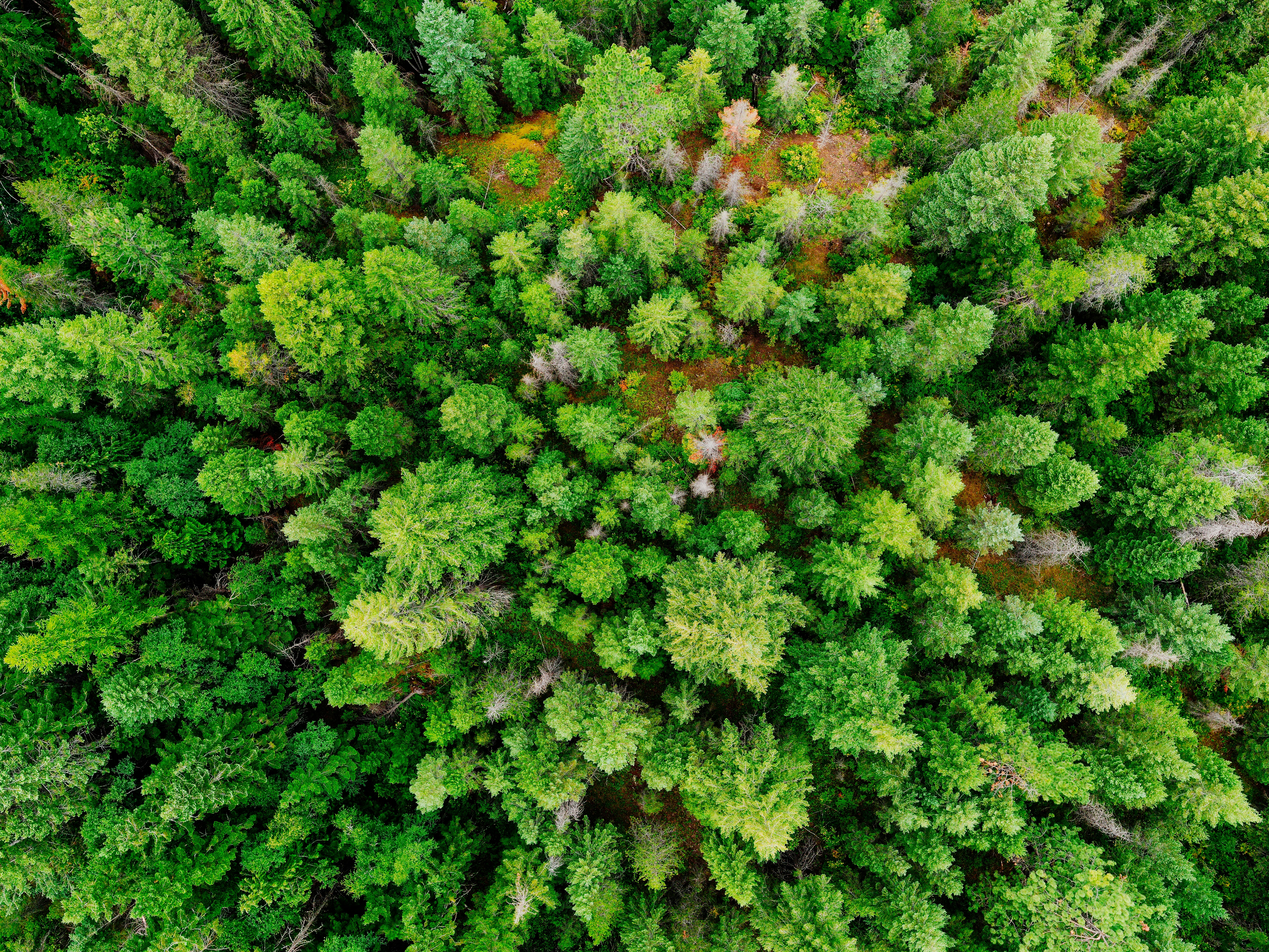 Top View Photo of Pine Trees