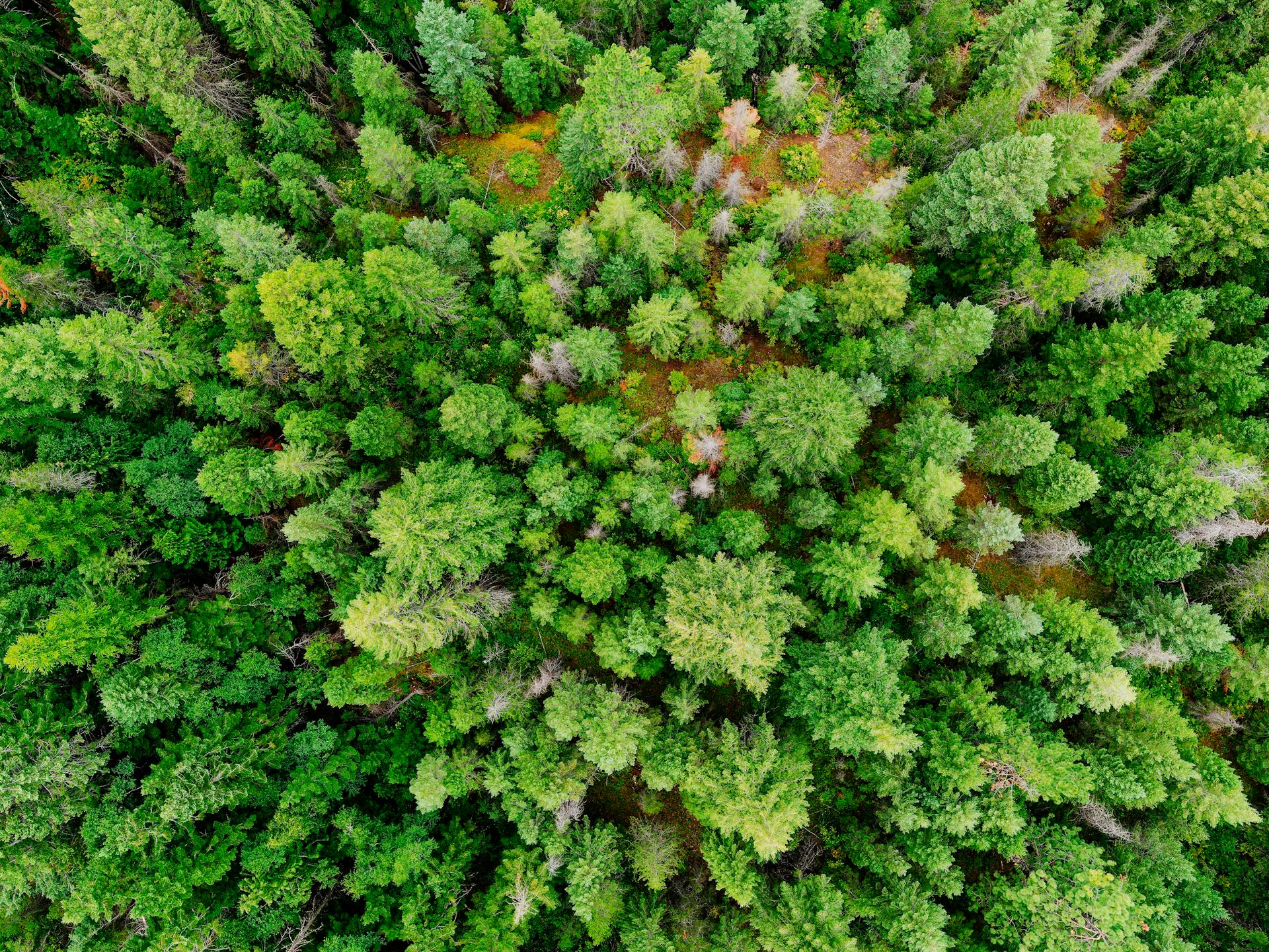 Stunning aerial shot of a dense, lush green evergreen forest from above.