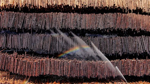 sticks hangiging to dry