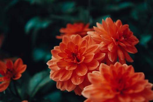 Close-up of vivid orange dahlias adorned with raindrops, capturing natural beauty and texture.