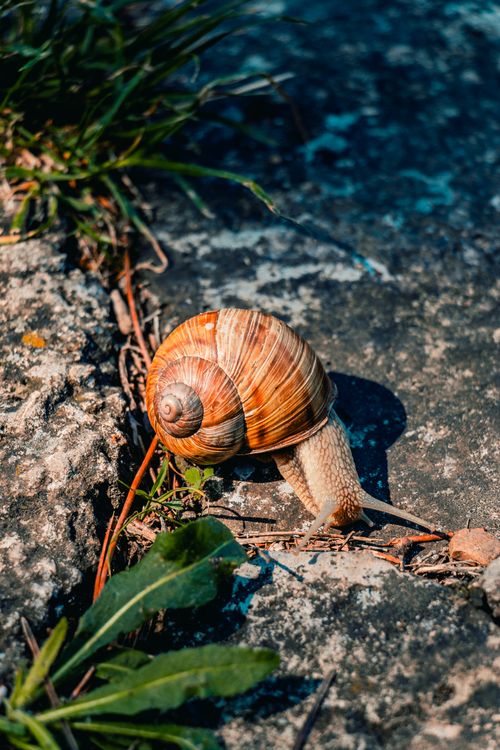 Free Captivating close-up of a snail on a concrete path surrounded by grass, bathed in natural light. Stock Photo