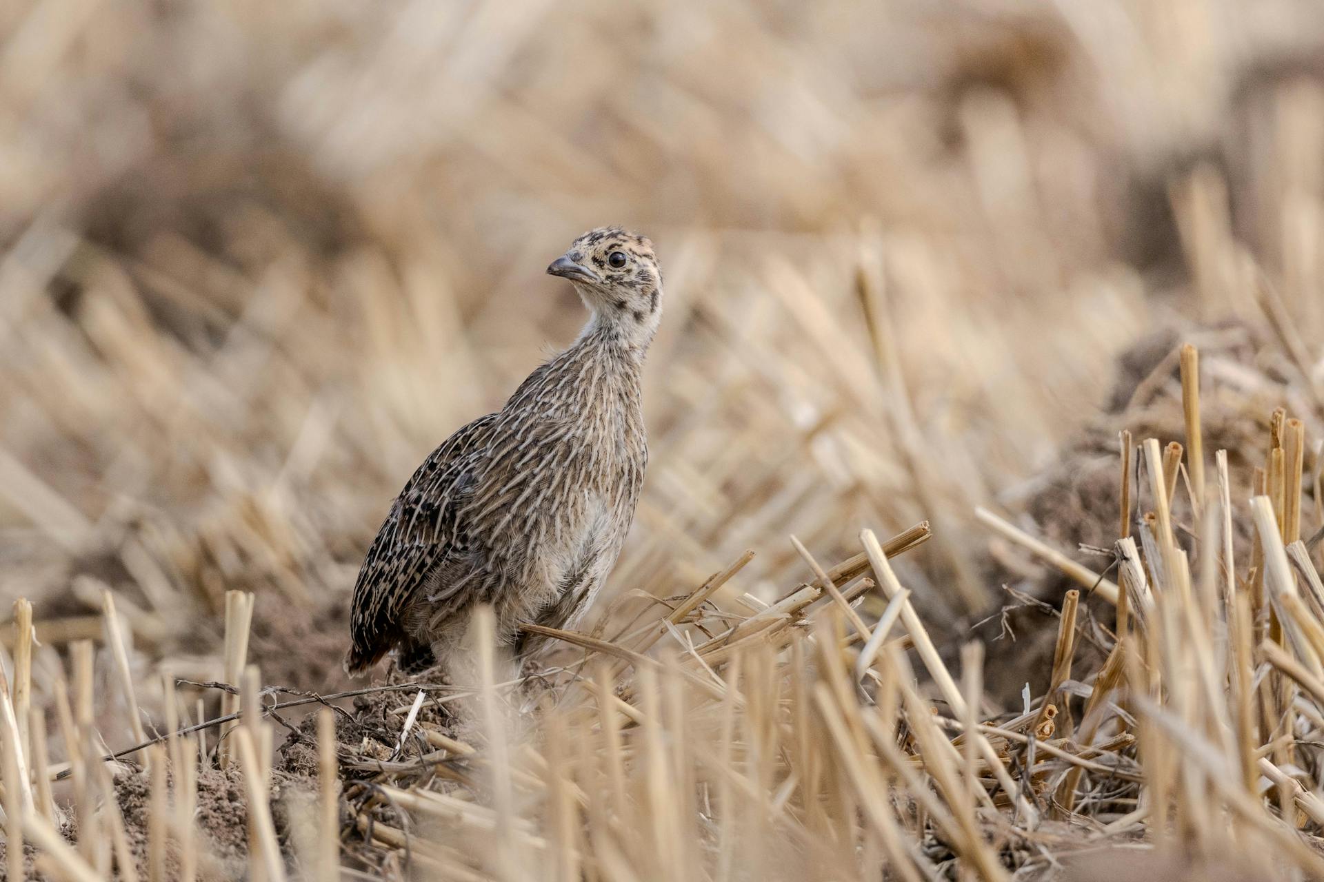 Partridge Chick on Field