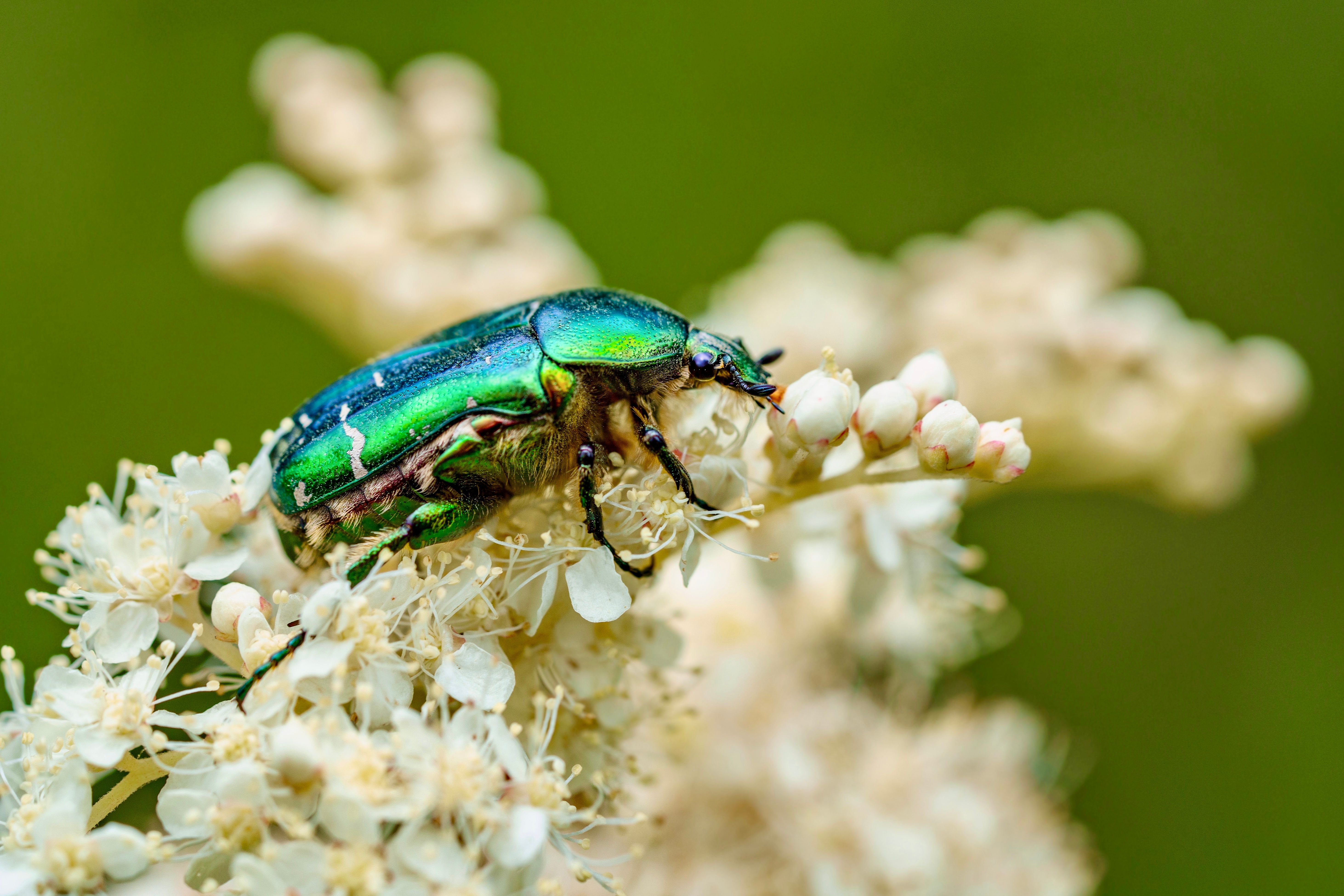 A green beetle on a flower with green leaves · Free Stock Photo