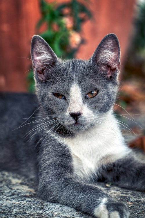 Free Portrait of a grey and white cat with sharp eyes relaxing outdoors, showing its elegant fur and curious expression. Stock Photo