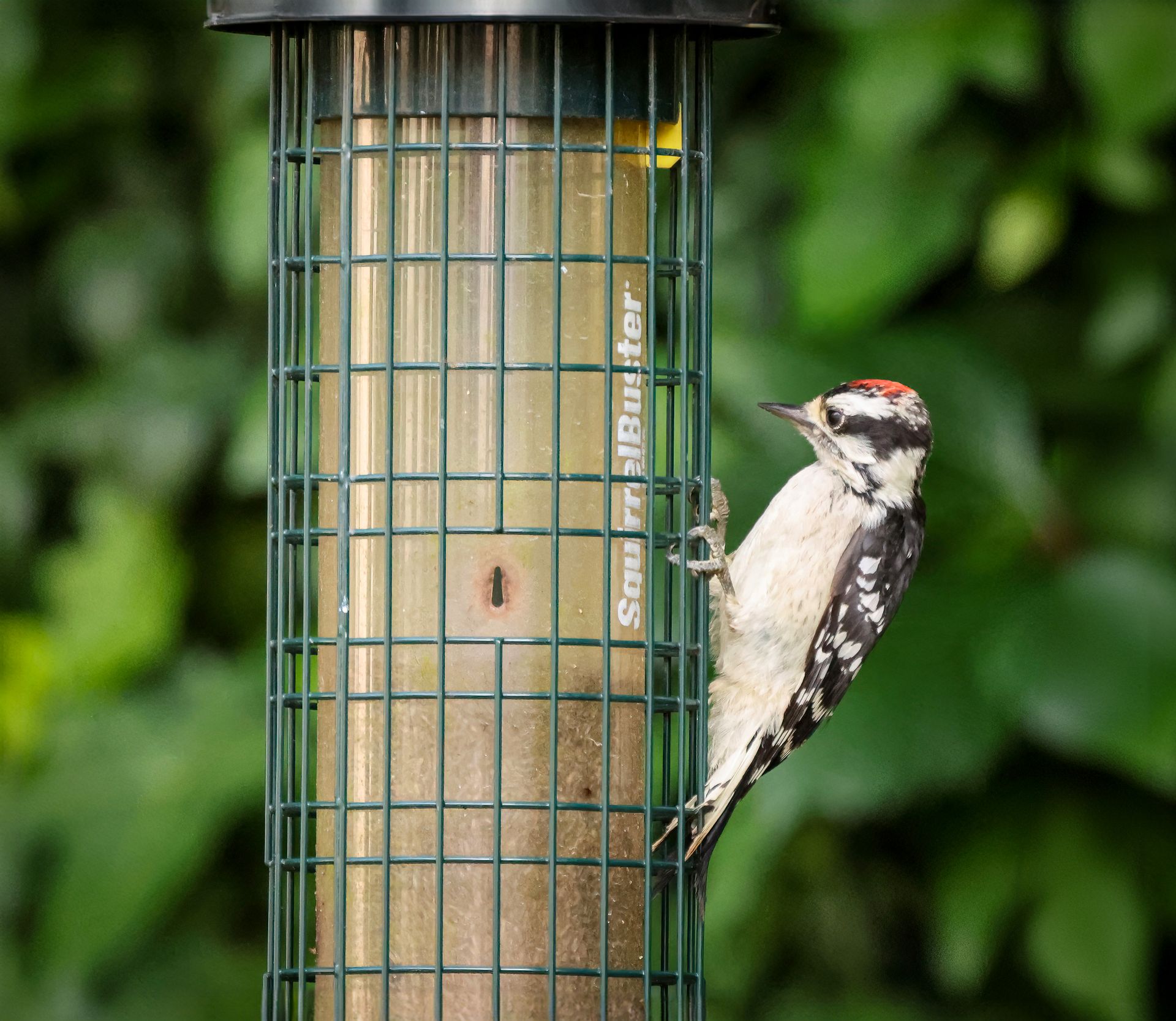Woodpecker on Feeder