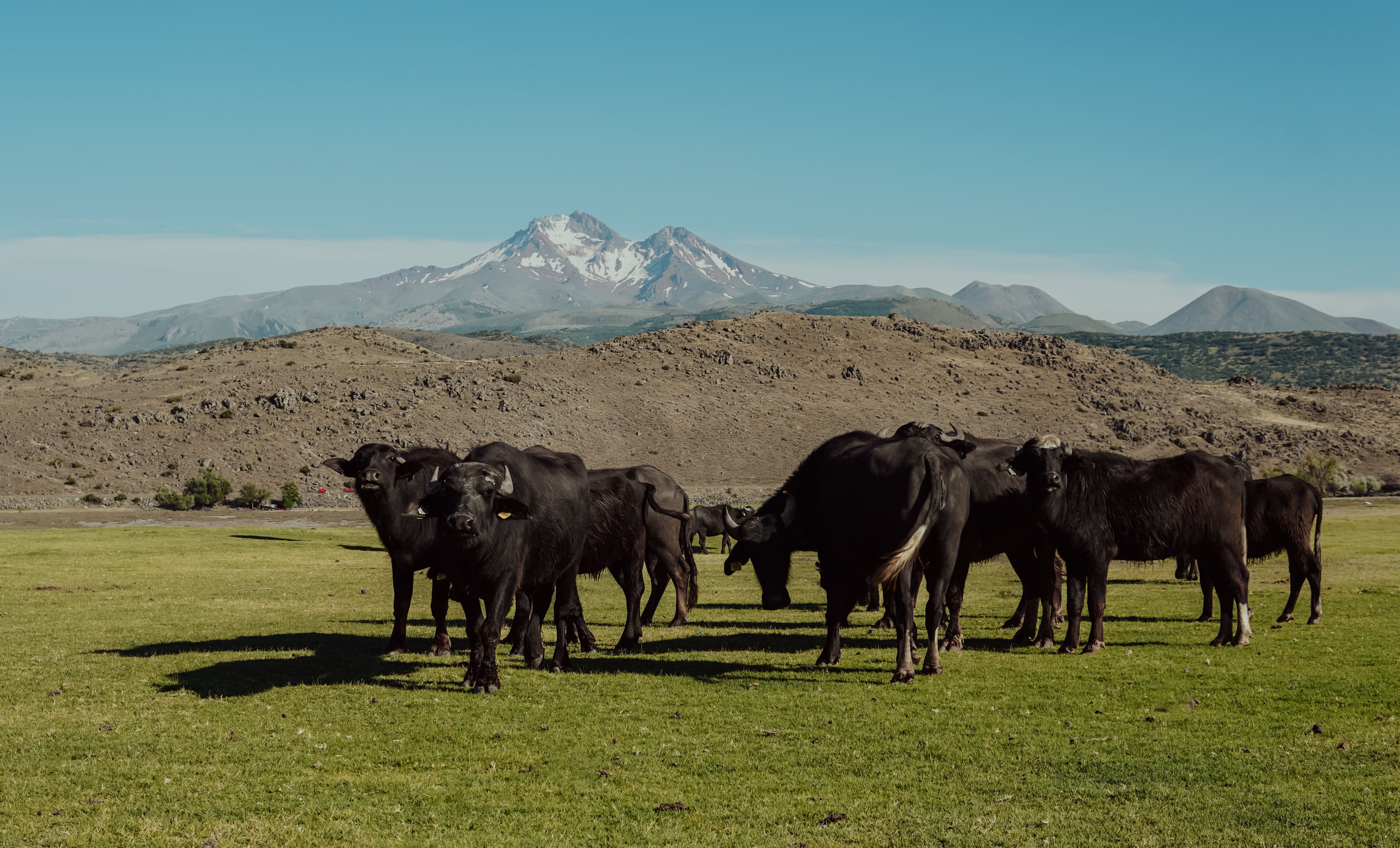 A herd of black cows standing in a field · Free Stock Photo