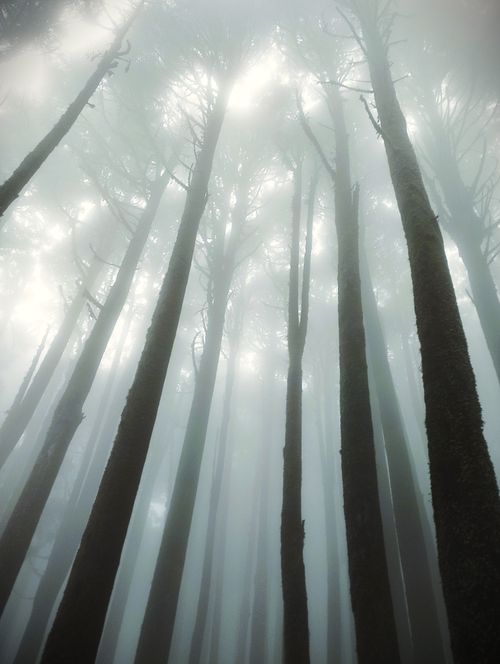 Free Mysterious fog envelopes a dense forest in Lepcha Jagat, West Bengal. Stock Photo