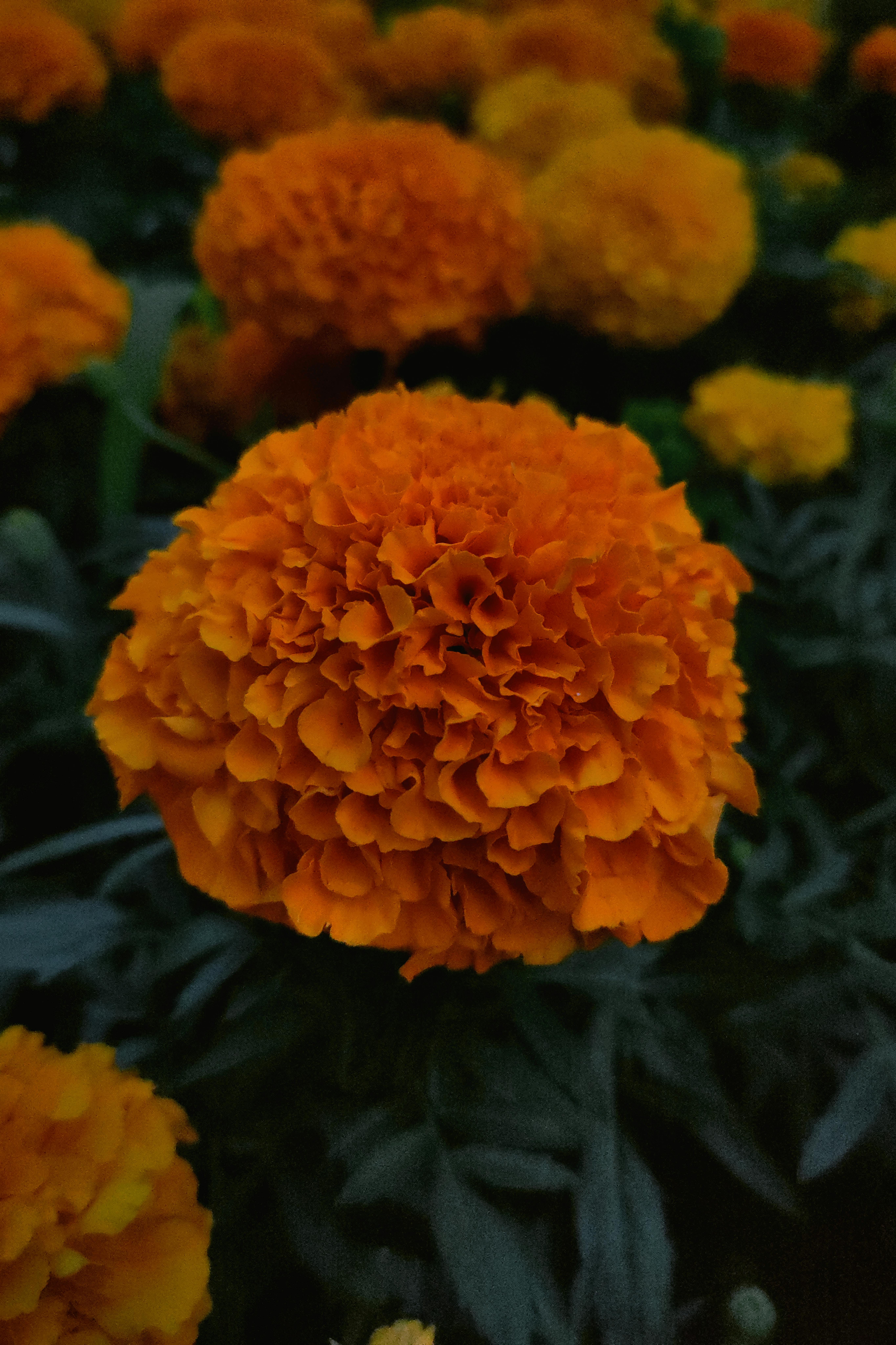 Lush orange marigolds in a garden setting, captured in detailed close-up for a vivid floral presentation.
