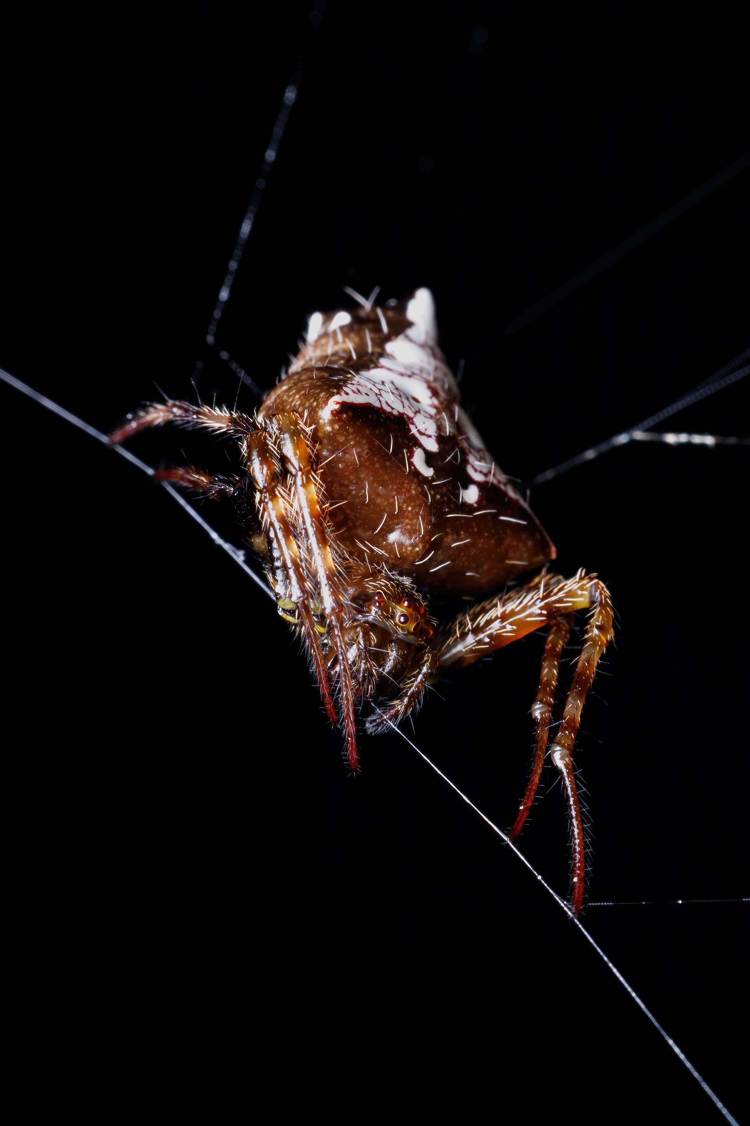Extreme Close-up of a Spider · Free Stock Photo