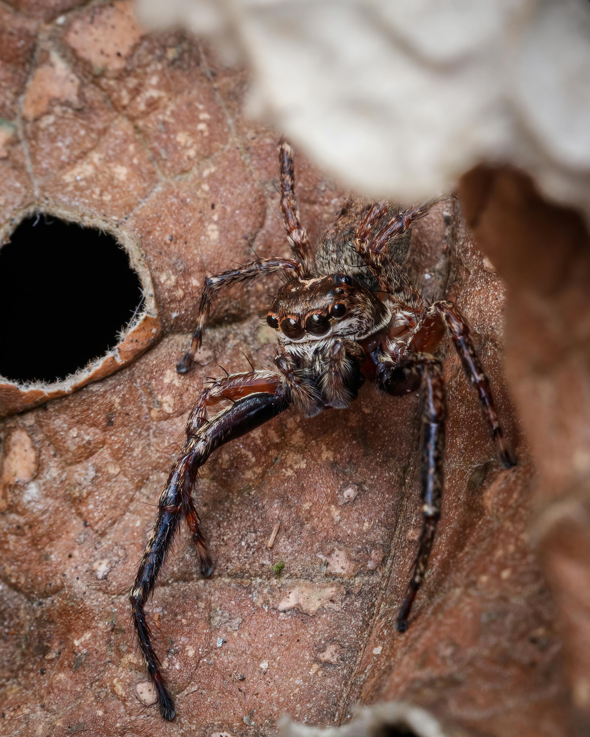 Acanthoscurria