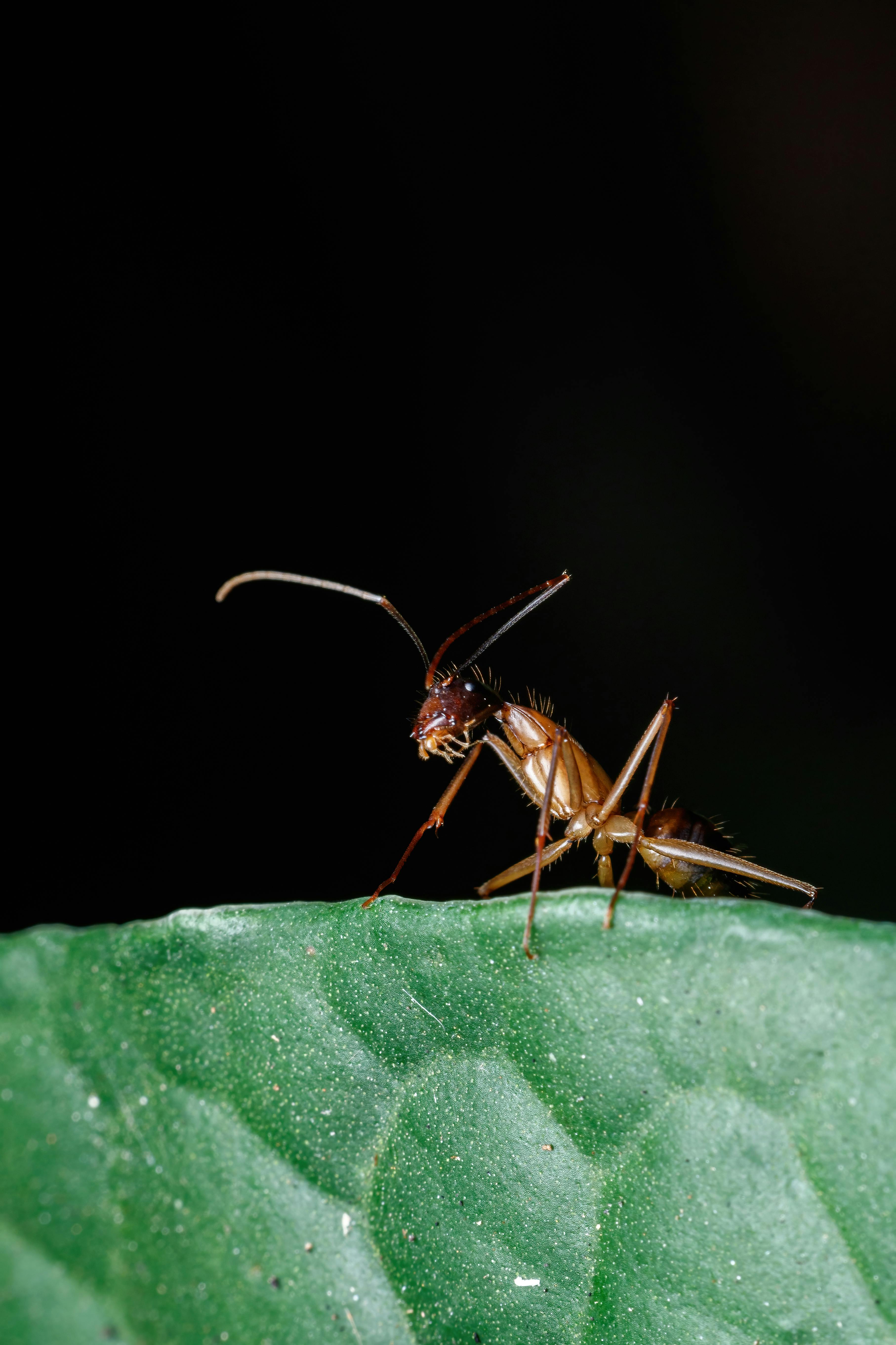 ant-keeping community, online ant forums, ant-keeping events, enthusiasts sharing tips, ant-keeping meetup