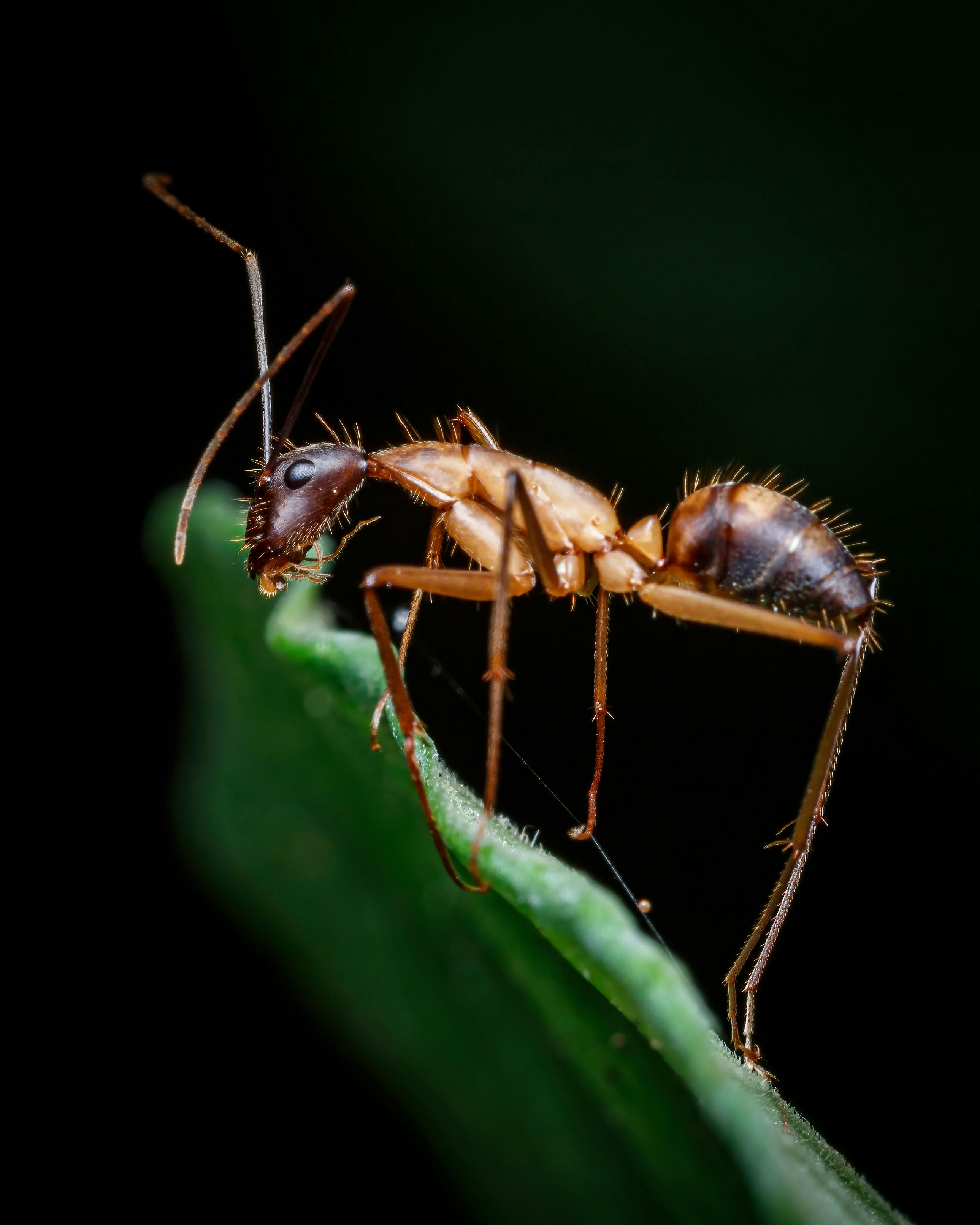 Ant on Leaf