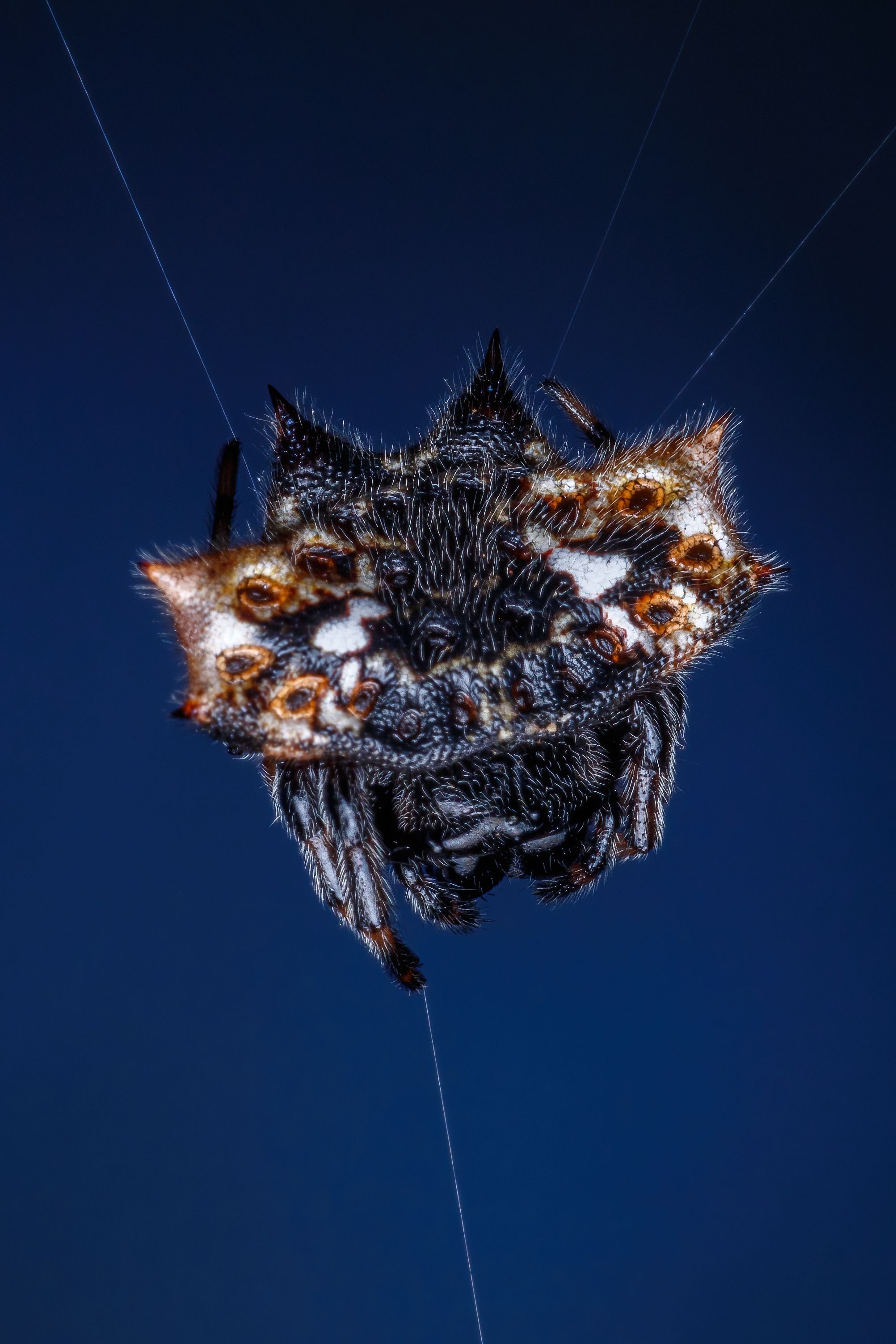 Bottom of Black Spider on Web · Free Stock Photo