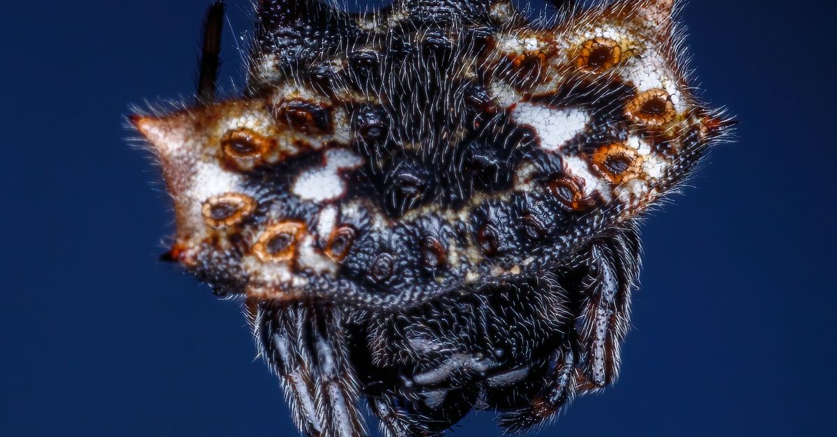 Spider Bottom Bottom of Black Spider on Web · Free Stock Photo